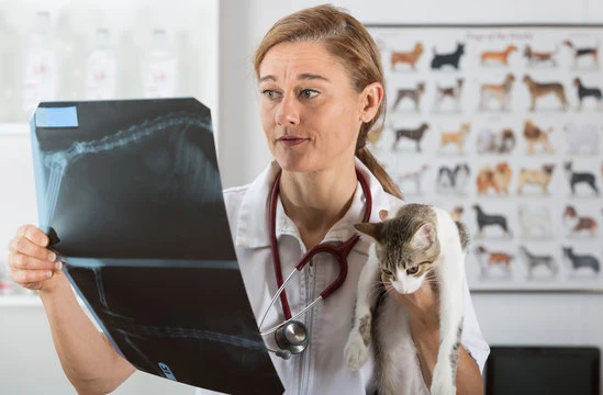 Clínica de radiologia veterinária em Natal