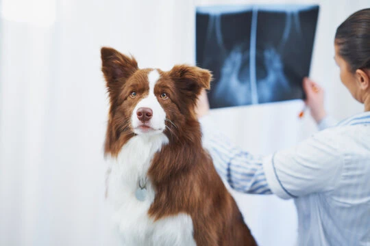 Exames de imagem veterinário​ no Rio Grande do Norte