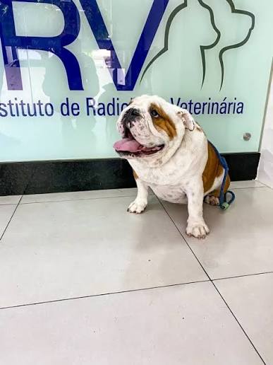 Exames veterinários em Natal: Guia completo para tutores